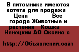 В питомнике имеются котята для продажи › Цена ­ 30 000 - Все города Животные и растения » Кошки   . Ненецкий АО,Оксино с.